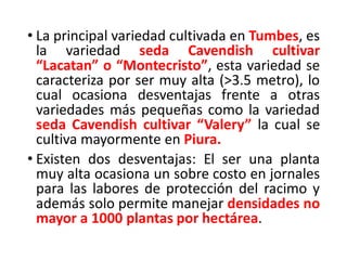 • La principal variedad cultivada en Tumbes, es
la variedad seda Cavendish cultivar
“Lacatan” o “Montecristo”, esta variedad se
caracteriza por ser muy alta (>3.5 metro), lo
cual ocasiona desventajas frente a otras
variedades más pequeñas como la variedad
seda Cavendish cultivar “Valery” la cual se
cultiva mayormente en Piura.
• Existen dos desventajas: El ser una planta
muy alta ocasiona un sobre costo en jornales
para las labores de protección del racimo y
además solo permite manejar densidades no
mayor a 1000 plantas por hectárea.
 