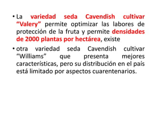 • La variedad seda Cavendish cultivar
“Valery” permite optimizar las labores de
protección de la fruta y permite densidades
de 2000 plantas por hectárea, existe
• otra variedad seda Cavendish cultivar
“Williams” que presenta mejores
características, pero su distribución en el país
está limitado por aspectos cuarentenarios.
 