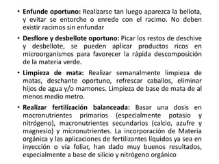 • Enfunde oportuno: Realizarse tan luego aparezca la bellota,
y evitar se entorche o enrede con el racimo. No deben
existir racimos sin enfundar
• Desflore y desbellote oportuno: Picar los restos de deschive
y desbellote, se pueden aplicar productos ricos en
microorganismos para favorecer la rápida descomposición
de la materia verde.
• Limpieza de mata: Realizar semanalmente limpieza de
matas, deschante oportuno, refrescar caballos, eliminar
hijos de agua y/o mamones. Limpieza de base de mata de al
menos medio metro.
• Realizar fertilización balanceada: Basar una dosis en
macronutrientes primarios (especialmente potasio y
nitrógeno), macronutrientes secundarios (calcio, azufre y
magnesio) y micronutrientes. La incorporación de Materia
orgánica y las aplicaciones de fertilizantes líquidos ya sea en
inyección o vía foliar, han dado muy buenos resultados,
especialmente a base de silicio y nitrógeno orgánico
 