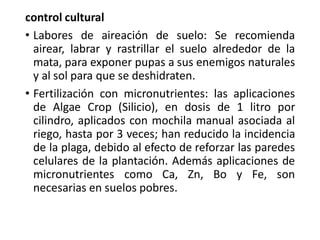 control cultural
• Labores de aireación de suelo: Se recomienda
airear, labrar y rastrillar el suelo alrededor de la
mata, para exponer pupas a sus enemigos naturales
y al sol para que se deshidraten.
• Fertilización con micronutrientes: las aplicaciones
de Algae Crop (Silicio), en dosis de 1 litro por
cilindro, aplicados con mochila manual asociada al
riego, hasta por 3 veces; han reducido la incidencia
de la plaga, debido al efecto de reforzar las paredes
celulares de la plantación. Además aplicaciones de
micronutrientes como Ca, Zn, Bo y Fe, son
necesarias en suelos pobres.
 
