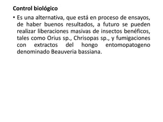 Control biológico
• Es una alternativa, que está en proceso de ensayos,
de haber buenos resultados, a futuro se pueden
realizar liberaciones masivas de insectos benéficos,
tales como Orius sp., Chrisopas sp., y fumigaciones
con extractos del hongo entomopatogeno
denominado Beauveria bassiana.
 