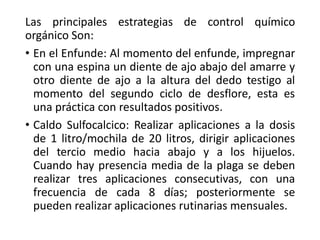 Las principales estrategias de control químico
orgánico Son:
• En el Enfunde: Al momento del enfunde, impregnar
con una espina un diente de ajo abajo del amarre y
otro diente de ajo a la altura del dedo testigo al
momento del segundo ciclo de desflore, esta es
una práctica con resultados positivos.
• Caldo Sulfocalcico: Realizar aplicaciones a la dosis
de 1 litro/mochila de 20 litros, dirigir aplicaciones
del tercio medio hacia abajo y a los hijuelos.
Cuando hay presencia media de la plaga se deben
realizar tres aplicaciones consecutivas, con una
frecuencia de cada 8 días; posteriormente se
pueden realizar aplicaciones rutinarias mensuales.
 