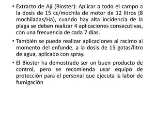 • Extracto de Ají (Bioster): Aplicar a todo el campo a
la dosis de 15 cc/mochila de motor de 12 litros (8
mochiladas/Ha), cuando hay alta incidencia de la
plaga se deben realizar 4 aplicaciones consecutivas,
con una frecuencia de cada 7 días.
• También se puede realizar aplicaciones al racimo al
momento del enfunde, a la dosis de 15 gotas/litro
de agua, aplicado con spray.
• El Bioster ha demostrado ser un buen producto de
control, pero se recomienda usar equipo de
protección para el personal que ejecuta la labor de
fumigación
 