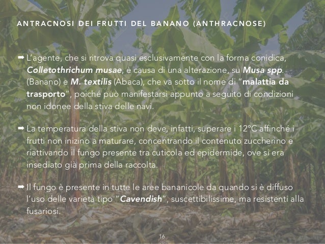 Come Si Chiama L Albero Delle Banane