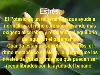 Estrés.
El Potasio es un mineral vital que ayuda a
normalizar el ritmo cardiaco, llevando más
oxígeno al cerebro y regulando el equilibrio
del agua en el organismo.
Cuando estamos sometidos a estrés, el
ritmo metabólico se eleva, lo que reduce los
niveles de Potasio, mismos que pueden ser
reequilibrados con la ayuda del banano.
 