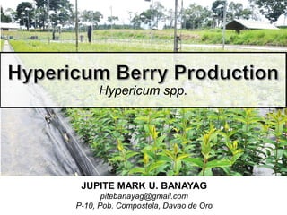 Hypericum spp.
JUPITE MARK U. BANAYAG
pitebanayag@gmail.com
P-10, Pob. Compostela, Davao de Oro
 