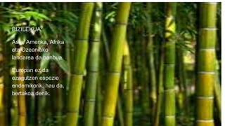 BIZILEKUA:
Asia, Amerika, Afrika
eta Ozeaniako
landarea da banbua.
Europan ez da
ezagutzen espezie
endemikorik, hau da,
bertakoa denik.
0
 