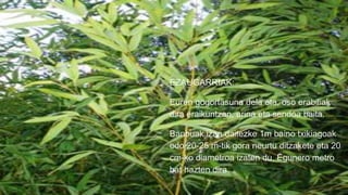 EZAUGARRIAK:
Euren gogortasuna dela eta, oso erabiliak
dira eraikuntzan, arina eta sendoa baita.
Banbuak izan daitezke 1m baino txikiagoak
edo 20-25 m-tik gora neurtu ditzakete eta 20
cm-ko diametroa izaten du. Egunero metro
bat hazten dira.
 