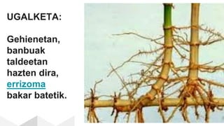 UGALKETA:
Gehienetan,
banbuak
taldeetan
hazten dira,
errizoma
bakar batetik.
 