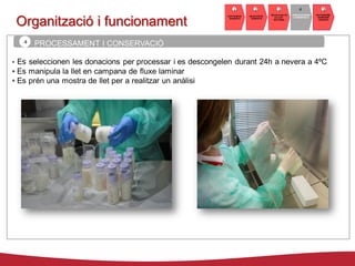 PROCESSAMENT I CONSERVACIÓ
DISTRIBUCIÓ I
SUBMINIS-
TRAMENT
PROCESSAMENT
I CONSERVACIÓ
RECOLLIDA DE
LA LLET
MATERNA
SELECCIÓ DE
DONANTS
CAPTACIÓ DE
DONANTS
1 2 3 4 5
DISTRIBUCIÓ I
SUBMINIS-
TRAMENT
PROCESSAMENT
I CONSERVACIÓ
RECOLLIDA DE
LA LLET
MATERNA
SELECCIÓ DE
DONANTS
CAPTACIÓ DE
DONANTS
1 2 3 4 5
4
Organització i funcionament
 Es seleccionen les donacions per processar i es descongelen durant 24h a nevera a 4ºC
 Es manipula la llet en campana de fluxe laminar
 Es prén una mostra de llet per a realitzar un anàlisi
 