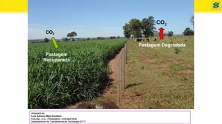 CO2
CO2
Pastagem
Recuperada
Pastagem Degradada
Adaptado de:
Luiz Adriano Maia Cordeiro
Eng.Agr., D.S., Pesquisador, Embrapa Sede
Departamento de Transferência de Tecnologia (DTT)
 