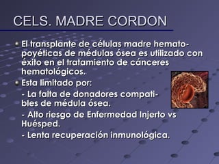 CELS. MADRE CORDONCELS. MADRE CORDON
El transplante de células madre hemato-El transplante de células madre hemato-
poyéticas de médulas ósea es utilizado conpoyéticas de médulas ósea es utilizado con
éxito en el tratamiento de cáncereséxito en el tratamiento de cánceres
hematológicos.hematológicos.
Esta limitado por:Esta limitado por:
- La falta de donadores compati-- La falta de donadores compati-
bles de médula ósea.bles de médula ósea.
- Alto riesgo de Enfermedad Injerto vs- Alto riesgo de Enfermedad Injerto vs
Huésped.Huésped.
- Lenta recuperación inmunológica.- Lenta recuperación inmunológica.
 