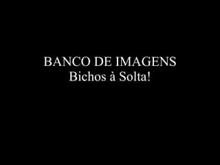 BANCO DE IMAGENS Bichos à Solta! 