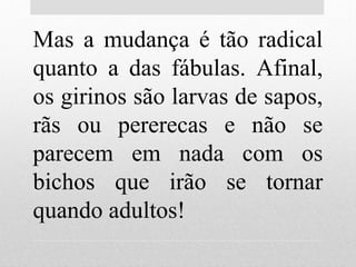 Mas a mudança é tão radical
quanto a das fábulas. Afinal,
os girinos são larvas de sapos,
rãs ou pererecas e não se
parecem em nada com os
bichos que irão se tornar
quando adultos!
 
