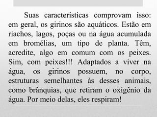 Suas características comprovam isso:
em geral, os girinos são aquáticos. Estão em
riachos, lagos, poças ou na água acumulada
em bromélias, um tipo de planta. Têm,
acredite, algo em comum com os peixes.
Sim, com peixes!!! Adaptados a viver na
água, os girinos possuem, no corpo,
estruturas semelhantes às desses animais,
como brânquias, que retiram o oxigênio da
água. Por meio delas, eles respiram!
 