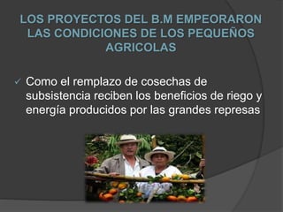 LOS PROYECTOS DEL B.M EMPEORARON
LAS CONDICIONES DE LOS PEQUEÑOS
AGRICOLAS
 Como el remplazo de cosechas de
subsistencia reciben los beneficios de riego y
energía producidos por las grandes represas
 