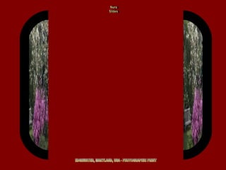 EDGEWATER, MARYLAND, USA - PHOTOGRAPHIC PRINT Nura Slides 