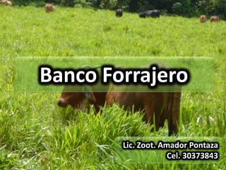 Banco Forrajero

        Lic. Zoot. Amador Pontaza
                     Cel. 30373843
 