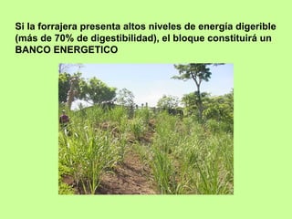 Si la forrajera presenta altos niveles de energía digerible
(más de 70% de digestibilidad), el bloque constituirá un
BANCO ENERGETICO
 