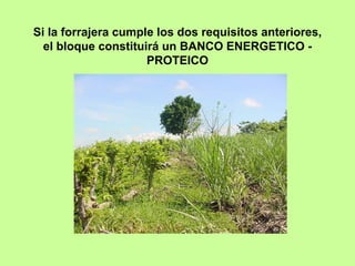Si la forrajera cumple los dos requisitos anteriores,
  el bloque constituirá un BANCO ENERGETICO -
                     PROTEICO
 