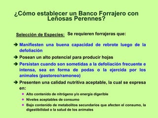 ¿Cómo establecer un Banco Forrajero con
         Leñosas Perennes?

Selección de Especies: Se requieren forrajeras que:

 Manifiesten una buena capacidad de rebrote luego de la
 defoliación
 Posean un alto potencial para producir hojas
 Persistan cuando son sometidas a la defoliación frecuente e
 intensa, sea en forma de podas o la ejercida por los
 animales (pastoreo/ramoneo)
 Presenten una calidad nutritiva aceptable, la cual se expresa
 en:
    Alto contenido de nitrógeno y/o energía digerible
    Niveles aceptables de consumo
    Bajo contenido de metabolitos secundarios que afecten el consumo, la
    digestibilidad o la salud de los animales
 