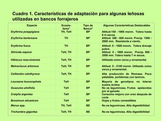 Cuadro 1. Características de adaptación para algunas leñosas
 utilizadas en bancos forrajeros
             Especie     Ecosis-   Tipo de    Algunas Características Destacables
                          tema1    Banco2
Erythrina poeppigiana    TH, TsH     BP      Altitud:150 - 1900 msnm. Tolera hasta
                                             6 m secos.
Erythrina berteroana       TH        BP      Altitud: 300 - 600 msnm. Precip. 1500 -
                                             2800 mm. Resistente a viento.
Erythrina fusca            TH        BP      Altitud: 0 - 1600 msnm. Tolera drenaje
                                             pobre.
Gliricida sepium         TsH, TH     BP      Altitud: 0 - 1800 msnm. Precip. 900 -
                                             3500 mm. Tolera hasta 7 m secos.
Hibiscus rosa-sinensis   TsH, TH     BP      Utilizada como cerca y ornamental.

Malvaviscus arboreus     TsH, TH     BP      Altitud: 0 - 2100 msnm. Utilizada como
                                             cerca y ornamental.
Calliandra calothyrsus   TsH, TH     BP      Alta producción de fitomasa. Poco
                                             palatable, porblemas con taninos.
Leucaena leucocephala     TsH        BP      Mayoría de genotipos no toleran
                                             suelos ácidos
Guazuma ulmifolia         TsH        BP      No es leguminosa. Frutos apetecidos
                                             por el ganado
Cratylia argentea         TsH        BP      Consumo mejora con oreo después de
                                             corte
Brosimum alicastrum       TsH        BP      Hojas y frutos comestibles
Morus spp.               TH, TsH     BE      No es leguminosa. Alta digestibilidad

Trichantera gigantea     TsH, TH     BE      No es leguminosa. Alta digestibilidad
 