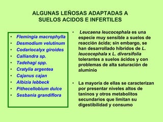 ALGUNAS LEÑOSAS ADAPTADAS A
            SUELOS ACIDOS E INFERTILES

                            •    Leucaena leucocephala es una
•   Flemingia macrophylla       especie muy sensible a suelos de
•   Desmodium velutinum         reacción ácida; sin embargo, se
•   Codariocalyx giroides       han desarrollado híbridos de L.
                                leucocephala x L. diversifolia
•   Calliandra sp.
                                tolerantes a suelos ácidos y con
•   Tadehagi spp.               problemas de alta saturación de
•   Cratylia argentea           aluminio
•   Cajanus cajan
•   Albizia lebbeck         •   La mayoría de ellas se caracterizan
•   Pithecellobium dulce        por presentar niveles altos de
•   Sesbania grandiflora        taninos y otros metabolitos
                                secundarios que limitan su
                                digestibilidad y consumo
 