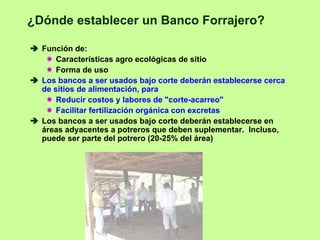 ¿Dónde establecer un Banco Forrajero?

  Función de:
      Características agro ecológicas de sitio
      Forma de uso
  Los bancos a ser usados bajo corte deberán establecerse cerca
  de sitios de alimentación, para
      Reducir costos y labores de "corte-acarreo"
      Facilitar fertilización orgánica con excretas
  Los bancos a ser usados bajo corte deberán establecerse en
  áreas adyacentes a potreros que deben suplementar. Incluso,
  puede ser parte del potrero (20-25% del área)
 