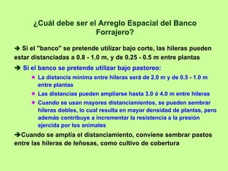 ¿Cuál debe ser el Arreglo Espacial del Banco
                       Forrajero?

  Si el "banco" se pretende utilizar bajo corte, las hileras pueden
estar distanciadas a 0.8 - 1.0 m, y de 0.25 - 0.5 m entre plantas
  Si el banco se pretende utilizar bajo pastoreo:
        La distancia mínima entre hileras será de 2.0 m y de 0.5 - 1.0 m
        entre plantas
        Las distancias pueden ampliarse hasta 3.0 ó 4.0 m entre hileras
        Cuando se usan mayores distanciamientos, se pueden sembrar
        hileras dobles, lo cual resulta en mayor densidad de plantas, pero
        además contribuye a incrementar la resistencia a la presión
        ejercida por los animales
  Cuando se amplía el distanciamiento, conviene sembrar pastos
entre las hileras de leñosas, como cultivo de cobertura
 