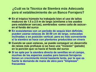 ¿Cuál es la Técnica de Siembra más Adecuada
para el establecimiento de un Banco Forrajero?
En el trópico húmedo ha trabajado bien el uso de tallos
maduros de 1.5 a 2.0 m de largo (similares a los usados
para establecer cercas), sembrados -como caña de azúcar-
en el fondo del surco
En ecosistemas con un período de sequía bien definido,
pueden usarse estacas de 30-50 cm de largo, colocadas
inclinadas o en posición vertical; pero es más conveniente
si la siembra se hace con plantones producidos en vivero
Cuando se usan estacas, se puede conseguir un desarrollo
de raíces más profusas si se hace una "incisión" (pelado)
en la porción que va hacia el fondo del surco
Si se opta por la siembra directa de semillas en el campo,
muchas de las especies usadas para bancos forrajeros
tienen un crecimiento inicial bastante lento, por lo que es
fuerte la demanda de mano de obra para "limpiezas"
frecuentes
 