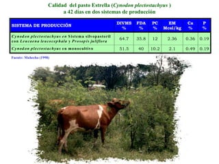 Calidad del pasto Estrella (Cynodon plectostachyus )
                                a 42 días en dos sistemas de producción

                                                                         DIVMS   FDA    PC       EM      Ca      P
SISTEMA DE PRODUCCIÓN
                                                                           %      %     %      Mcal/kg   %       %
C y n od o n p le c t o st a c h y u s e n S istem a silv op a sto ril
                                                                         64.7    35.8   12      2.36     0.36   0.19
c o n Le u ca e n a le u co c e p h ala y P r o sop is ju liflo r a
C y n od o n p le c t o st a c h y u s e n m o n o c ultivo              51.5    40     10.2     2.1     0.49   0.19

Fuente: Mahecha (1998)
 