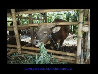 CONSUMIENDO GLIRICIDIA SEPIUM
 