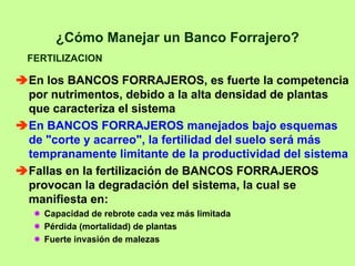 ¿Cómo Manejar un Banco Forrajero?
FERTILIZACION

En los BANCOS FORRAJEROS, es fuerte la competencia
por nutrimentos, debido a la alta densidad de plantas
que caracteriza el sistema
En BANCOS FORRAJEROS manejados bajo esquemas
de "corte y acarreo", la fertilidad del suelo será más
tempranamente limitante de la productividad del sistema
Fallas en la fertilización de BANCOS FORRAJEROS
provocan la degradación del sistema, la cual se
manifiesta en:
  Capacidad de rebrote cada vez más limitada
  Pérdida (mortalidad) de plantas
  Fuerte invasión de malezas
 