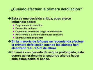 ¿Cuándo efectuar la primera defoliación?

Esta es una decisión crítica, pues ejerce
influencia sobre:
  Engrosamiento de tallos
  Desarrollo radicular
  Capacidad de rebrote luego de defoliación
  Resistencia a daño mecánico por animales
  Sobrevivencia de plantas
En la mayoría de leñosas se recomienda efectuar
la primera defoliación cuando las plantas han
alcanzado 1.0 - 1.5 m de altura
En áreas con período de sequía prolongado, esto
ocurre generalmente al segundo año de haber
sido establecido el banco.
 