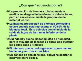 ¿Con qué frecuencia podar?
La producción de biomasa total aumenta a
medida se alarga el intervalo entre defoliaciones,
pero en ese caso aumenta la proporción de
material leñoso
La máxima producción de biomasa comestible
ocurre cuando esta representa el 50-60% de la
biomasa total. Esto coincide con el inicio de la
caída de hojas de las ramas inferiores de la
planta
Cuando hay buena disponibilidad de humedad,
para la mayoría de leñosas es apropiado efectuar
las podas cada 3-4 meses
El intervalo puede prolongarse en zonas menos
húmedas y en zonas más frías
En bancos de alta densidad, conviene acortar el
intervalo entre podas.
 