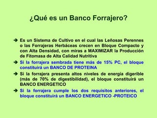 ¿Qué es un Banco Forrajero?


Es un Sistema de Cultivo en el cual las Leñosas Perennes
o las Forrajeras Herbáceas crecen en Bloque Compacto y
con Alta Densidad, con miras a MAXIMIZAR la Producción
de Fitomasa de Alta Calidad Nutritiva
Si la forrajera sembrada tiene más de 15% PC, el bloque
constituirá un BANCO DE PROTEINA
Si la forrajera presenta altos niveles de energía digerible
(más de 70% de digestibilidad), el bloque constituirá un
BANCO ENERGETICO
Si la forrajera cumple los dos requisitos anteriores, el
bloque constituirá un BANCO ENERGETICO -PROTEICO
 