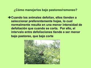 ¿Cómo manejarlos bajo pastoreo/ramoneo?

Cuando los animales defolian, ellos tienden a
seleccionar preferentemente hojas, lo cual
normalmente resulta en una menor intensidad de
defoliación que cuando se corta. Por ello, el
intervalo entre defoliaciones tiende a ser menor
bajo pastoreo, que bajo corte
 