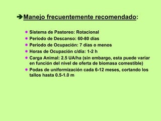 Manejo frecuentemente recomendado:

 Sistema de Pastoreo: Rotacional
 Período de Descanso: 60-80 días
 Período de Ocupación: 7 días o menos
 Horas de Ocupación c/día: 1-2 h
 Carga Animal: 2.5 UA/ha (sin embargo, esta puede variar
 en función del nivel de oferta de biomasa comestible)
 Podas de uniformización cada 6-12 meses, cortando los
 tallos hasta 0.5-1.0 m
 