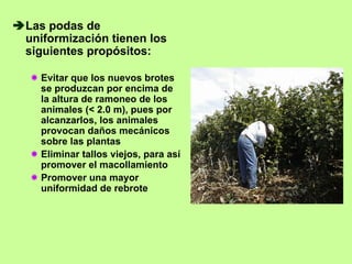 Las podas de
uniformización tienen los
siguientes propósitos:

  Evitar que los nuevos brotes
  se produzcan por encima de
  la altura de ramoneo de los
  animales (< 2.0 m), pues por
  alcanzarlos, los animales
  provocan daños mecánicos
  sobre las plantas
  Eliminar tallos viejos, para así
  promover el macollamiento
  Promover una mayor
  uniformidad de rebrote
 