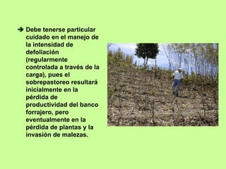 Debe tenerse particular
cuidado en el manejo de
la intensidad de
defoliación
(regularmente
controlada a través de la
carga), pues el
sobrepastoreo resultará
inicialmente en la
pérdida de
productividad del banco
forrajero, pero
eventualmente en la
pérdida de plantas y la
invasión de malezas.
 