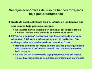 Ventajas económicas del uso de bancos forrajeros
             bajo pastoreo/ramoneo

 Costo de establecimiento 45.5 % inferior en los bancos que
 son usados bajo pastoreo, porque:
    Se invierte menos inversión en semila, al ser la densidad de
    siembra la mitad de la utilizada en sistemas de corte
 El "corte y acarreo" determina que los costos de mano de
 obra sean 3.65 veces más altos que en el pastoreo. Sin
 embargo, el análisis efectuado no consideró que:
    Hay una demanda por mano de obra para las podas que deben
    efectuarse cada 2 ó 3 ciclos, cuando los bancos son usados
    bajo pastoreo
    La vida útil del banco usado bajo pastoreo puede ser menor,
    ya que hay mayor riesgo de pérdida del mismo por mal manejo
 