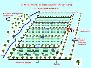 Modelo con banco de proteínas para corte (leucaena)
                                         con apartos para pastoreo

  Bosquete con especies
  maderables




                                                                             Instalaciones




                                                                            Banco de
                                                                            proteínas
                                                                            (Leucaena
                                                                            para corte)




Río



              Cerca viva de gliricidia
                                                             Callejón
 