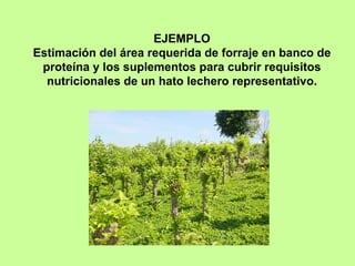 EJEMPLO
Estimación del área requerida de forraje en banco de
 proteína y los suplementos para cubrir requisitos
  nutricionales de un hato lechero representativo.
 