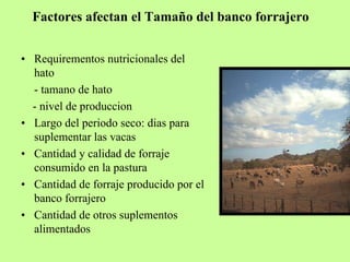 Factores afectan el Tamaño del banco forrajero


• Requirementos nutricionales del
  hato
  - tamano de hato
  - nivel de produccion
• Largo del periodo seco: dias para
  suplementar las vacas
• Cantidad y calidad de forraje
  consumido en la pastura
• Cantidad de forraje producido por el
  banco forrajero
• Cantidad de otros suplementos
  alimentados
 