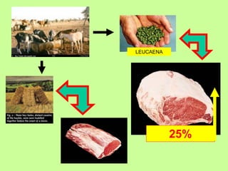 LEUCAENA




           25%
 