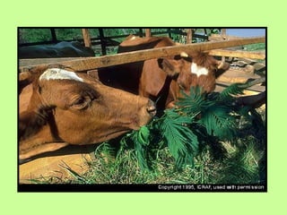 Bancos forrajerso 2009