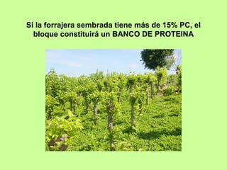 Si la forrajera sembrada tiene más de 15% PC, el
  bloque constituirá un BANCO DE PROTEINA
 