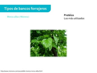 Protéico
Los más utilizados
Tipos de bancos forrajeros
Morus alba ( Morera )
http://www.riomoros.com/2011/06/la-morera-morus-alba.html
 