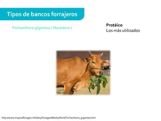 Protéico
Los más utilizados
Tipos de bancos forrajeros
Trichanthera gigantea ( Nacedero )
http://www.tropicalforages.info/key/Forages/Media/Html/Trichanthera_gigantea.htm
 