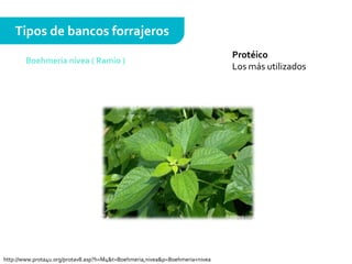 Protéico
Los más utilizados
Tipos de bancos forrajeros
Boehmeria nivea ( Ramio )
http://www.prota4u.org/protav8.asp?h=M4&t=Boehmeria,nivea&p=Boehmeria+nivea
 